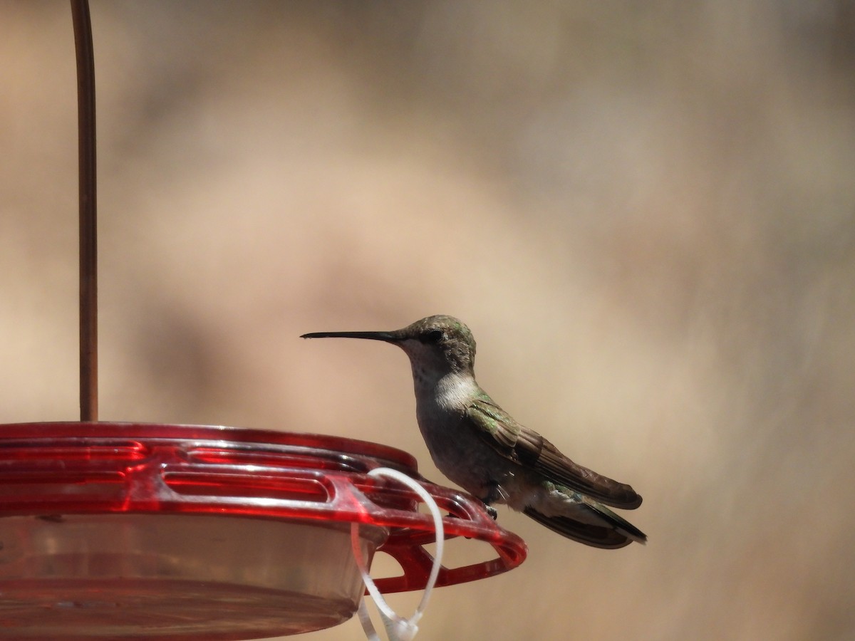 Black-chinned Hummingbird - ML620065849