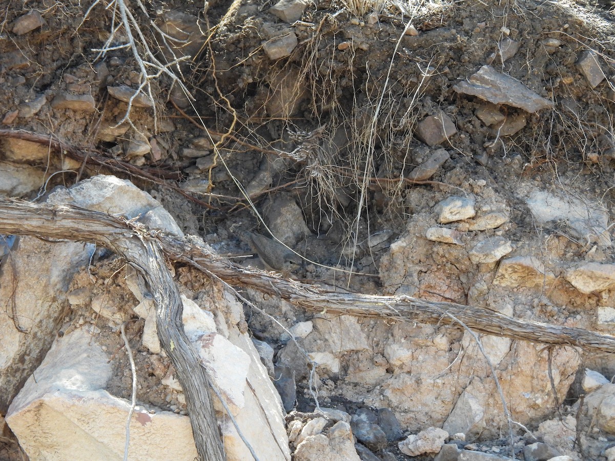Troglodyte des rochers - ML620065869
