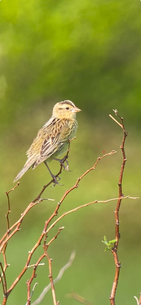 bobolink americký - ML620065870