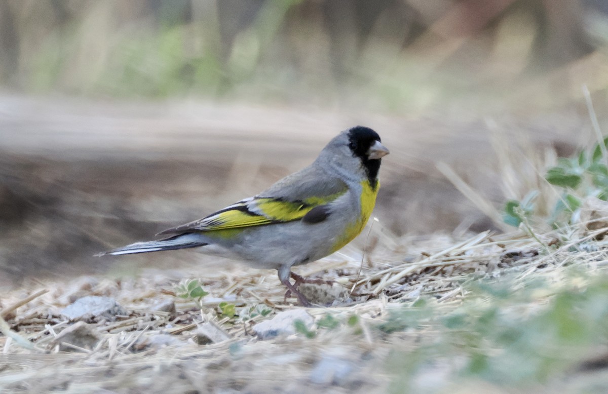 Lawrence's Goldfinch - ML620065879