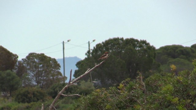 Woodchat Shrike - ML620065883