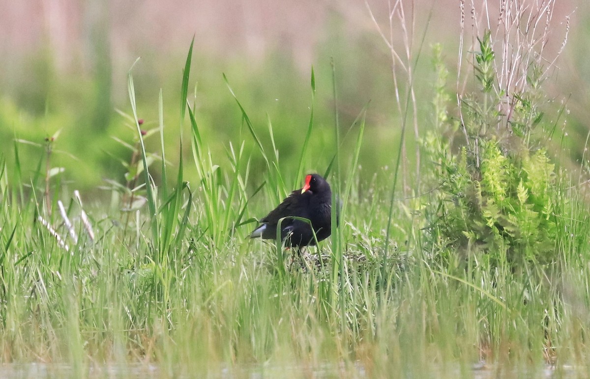 Common Gallinule - ML620065886