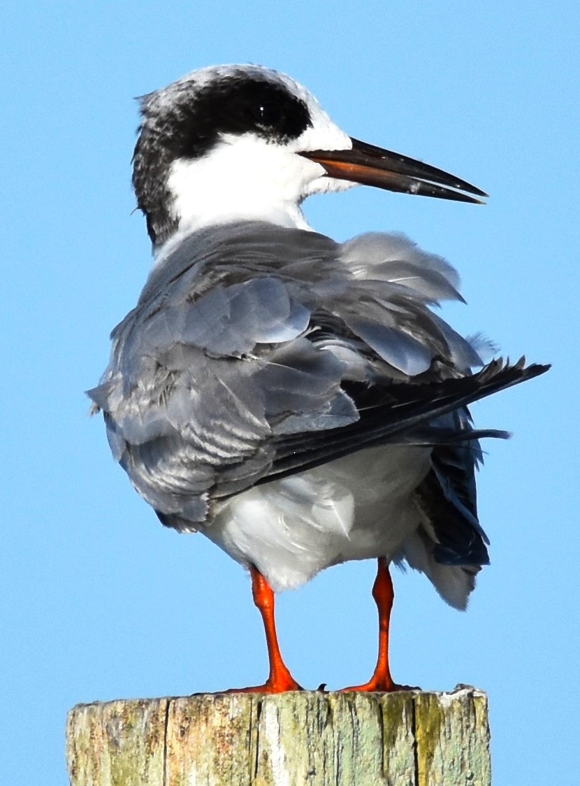 Common Tern - ML620065891