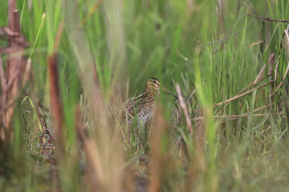 Wilson's Snipe - ML620065905