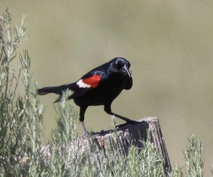 Tricolored Blackbird - ML620065909