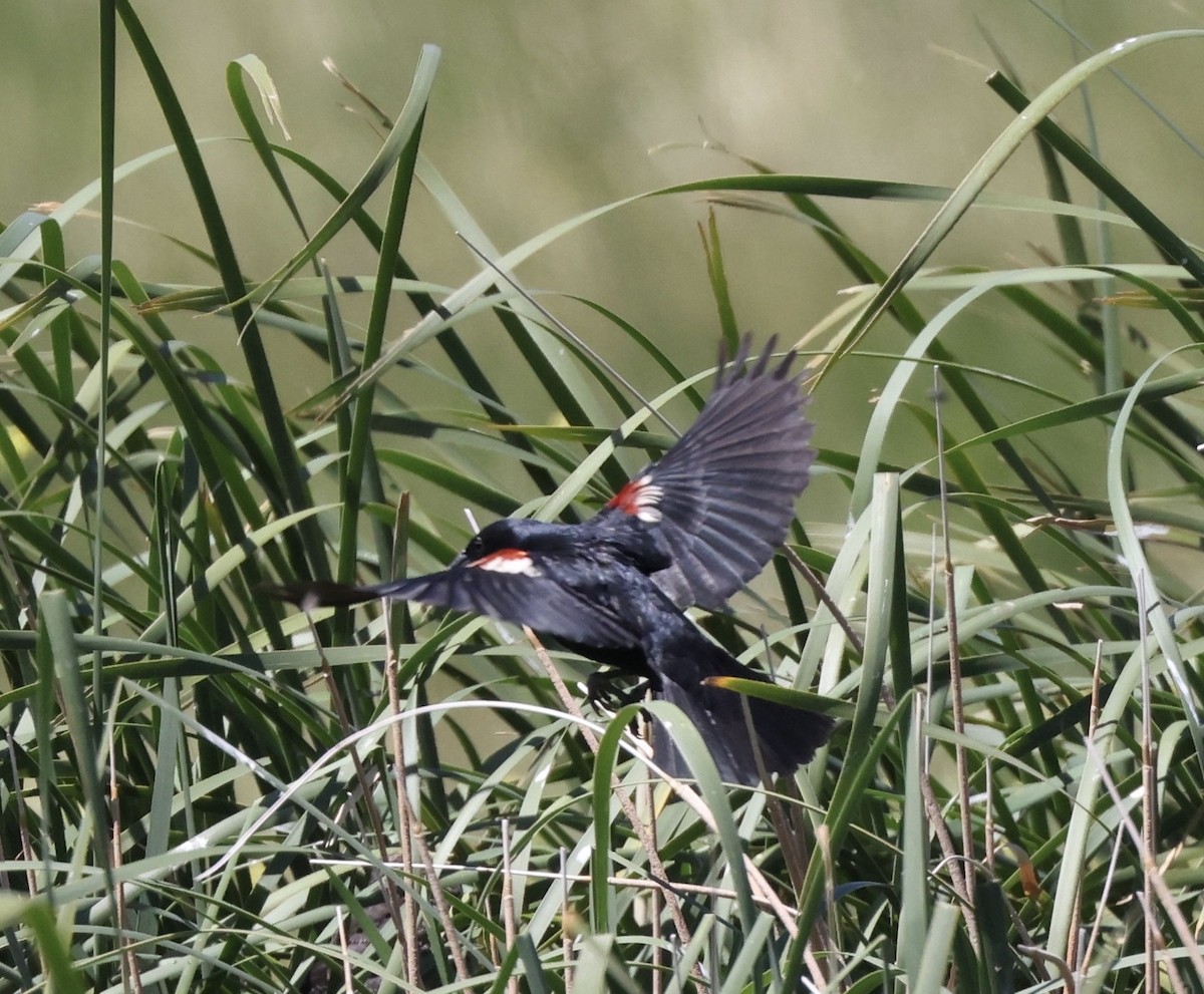 Tricolored Blackbird - ML620065910