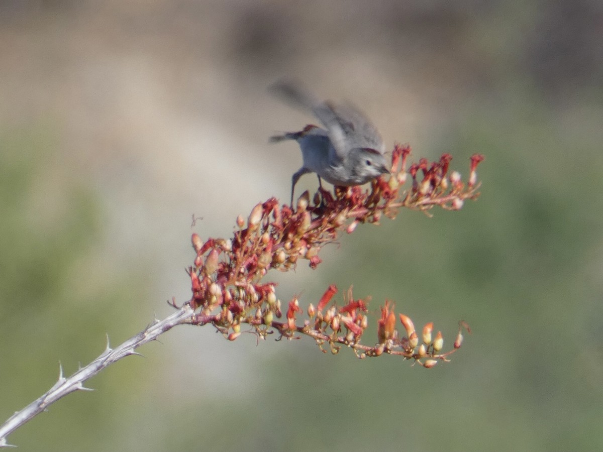 Lucy's Warbler - ML620065917