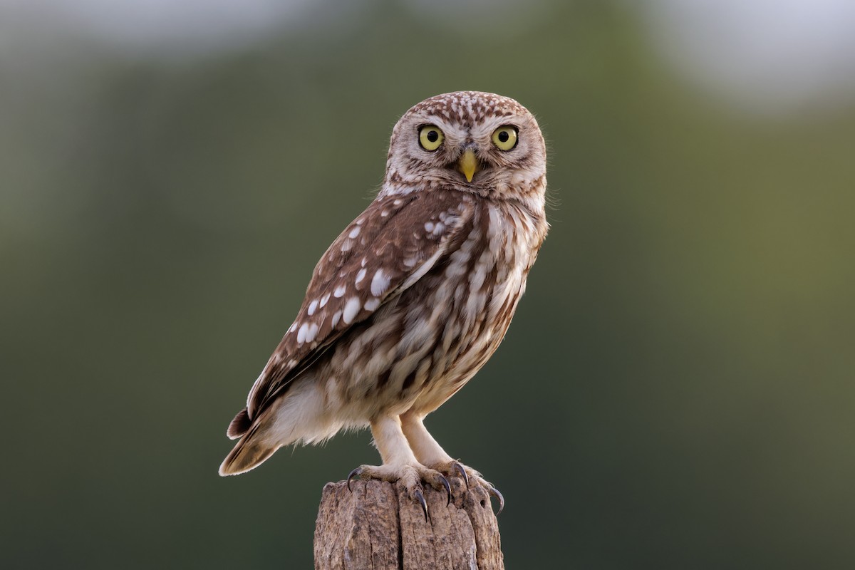 Little Owl - ML620065921