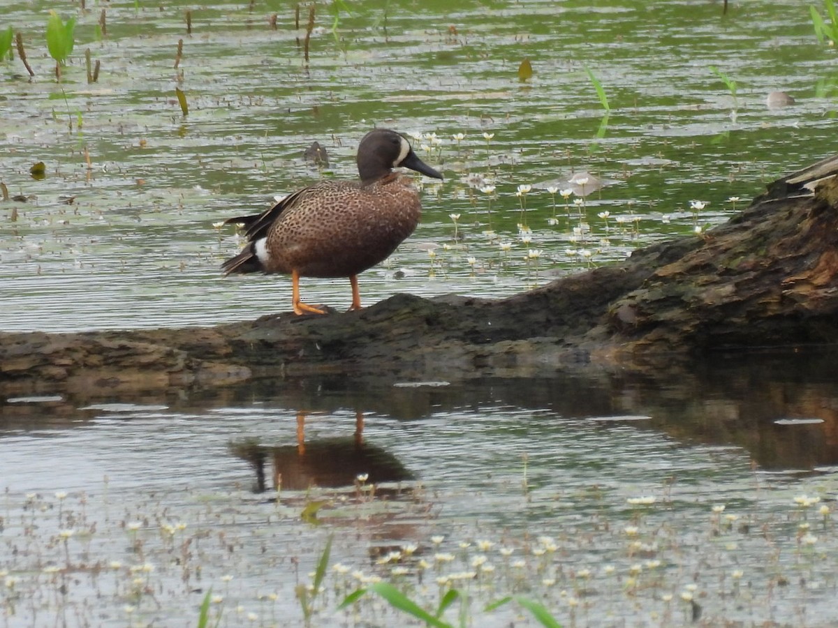 Blue-winged Teal - ML620065926