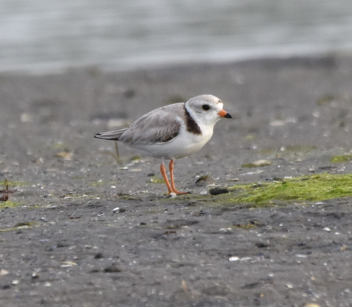 Piping Plover - ML620065939