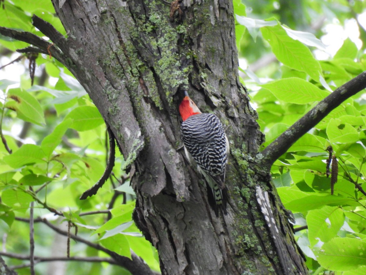 Red-bellied Woodpecker - ML620065940