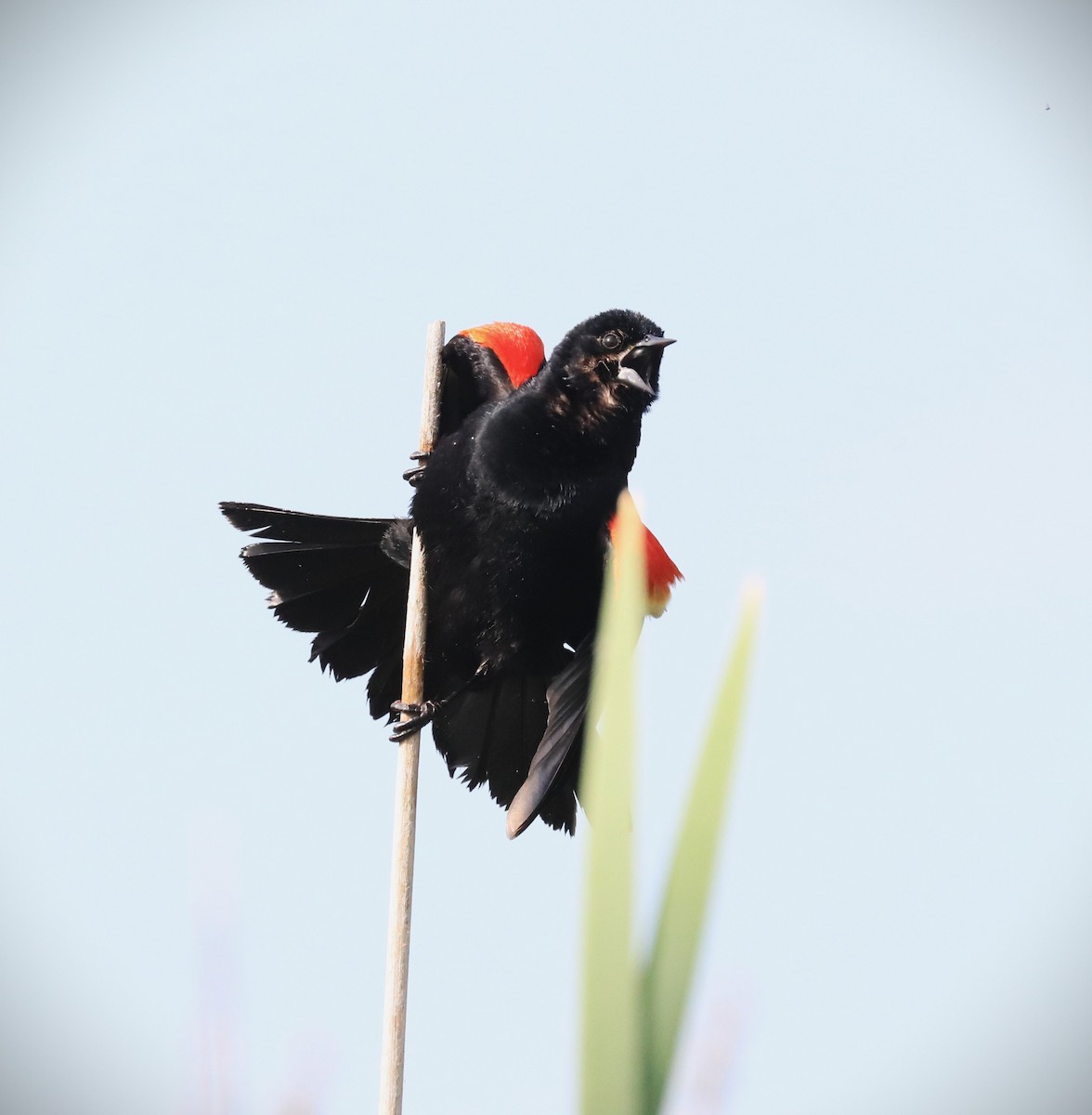 Red-winged Blackbird - ML620065943
