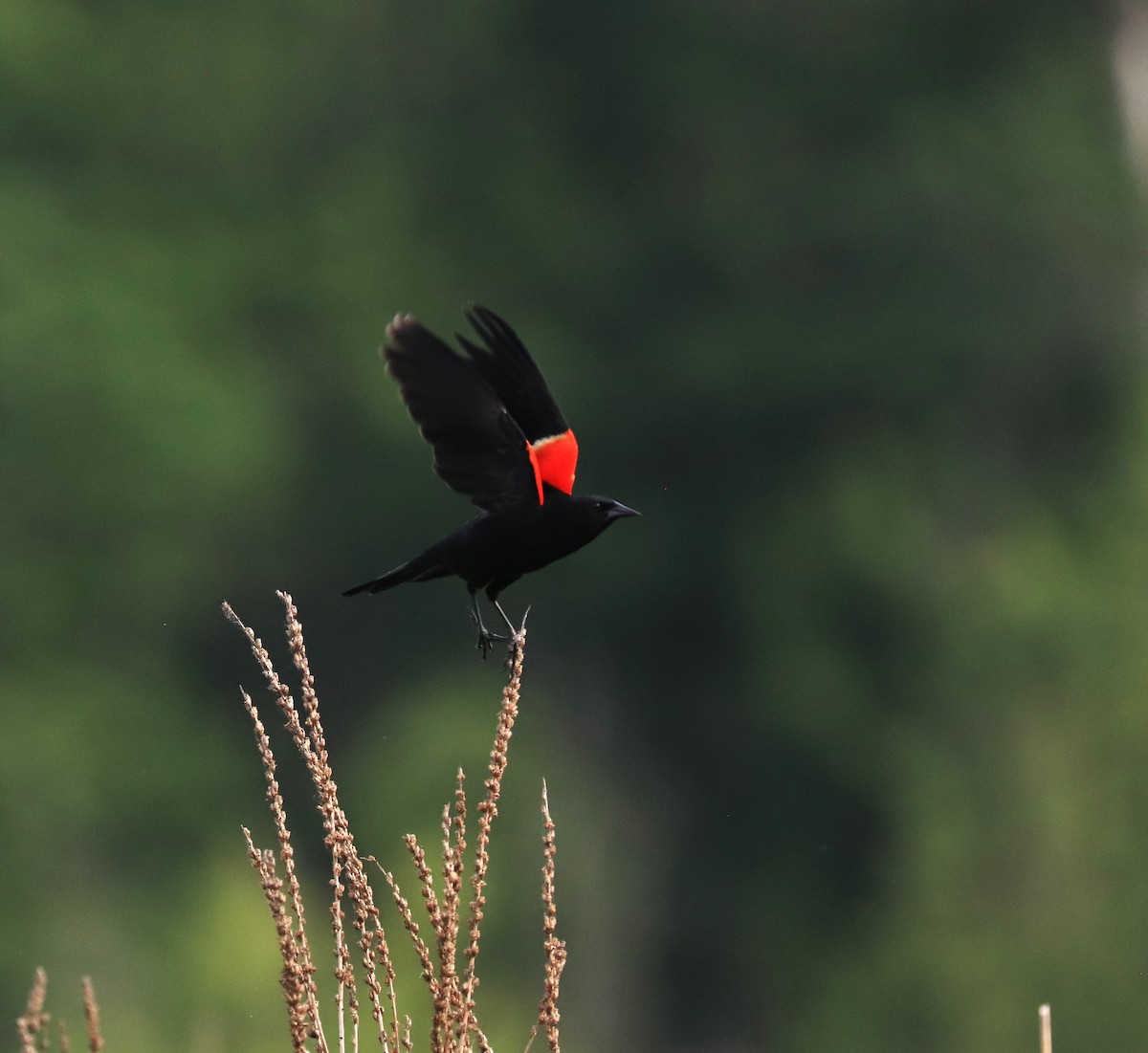 Red-winged Blackbird - ML620065944