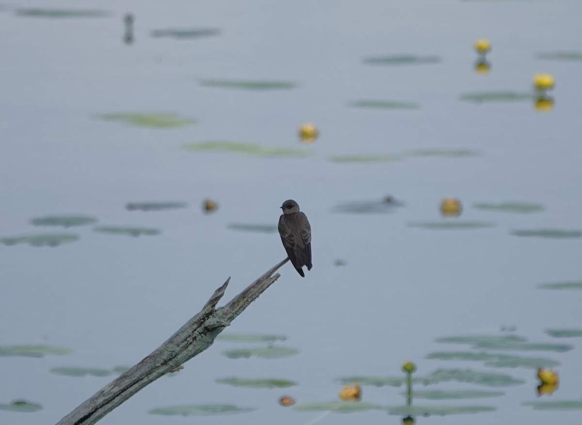 Northern Rough-winged Swallow - ML620065984