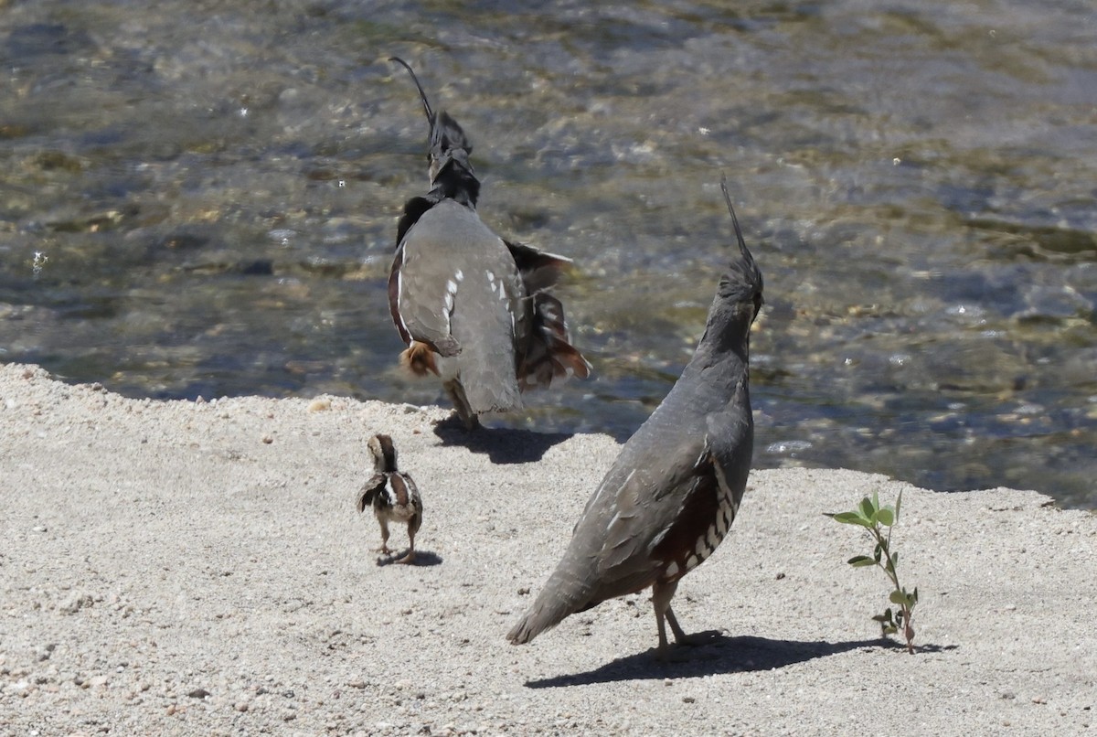 Mountain Quail - ML620065990