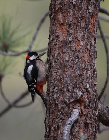 Great Spotted Woodpecker - ML620065997