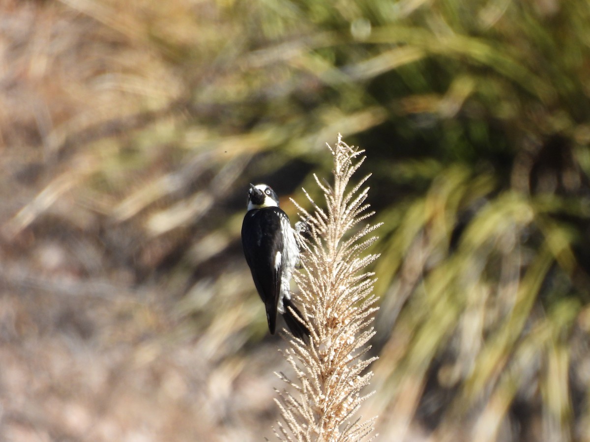 Acorn Woodpecker - ML620066000