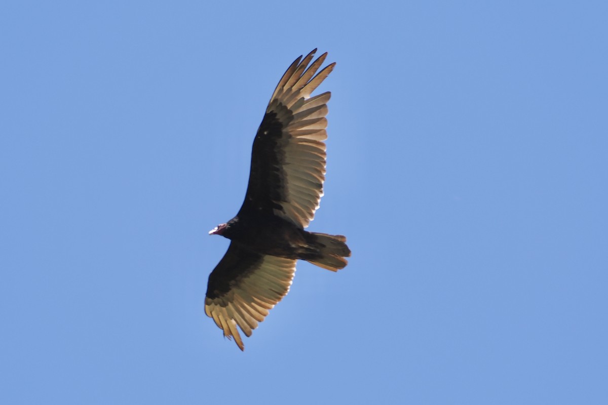 Turkey Vulture - ML620066001