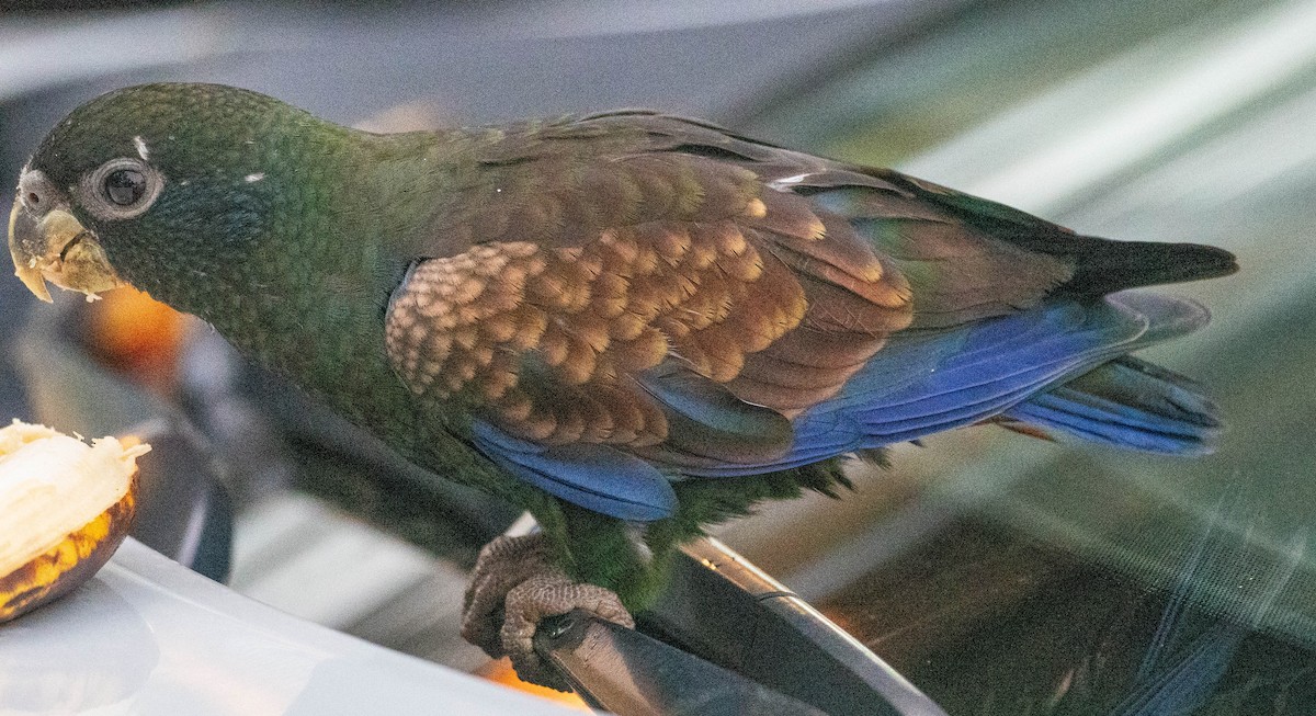 Bronze-winged Parrot - ML620066020
