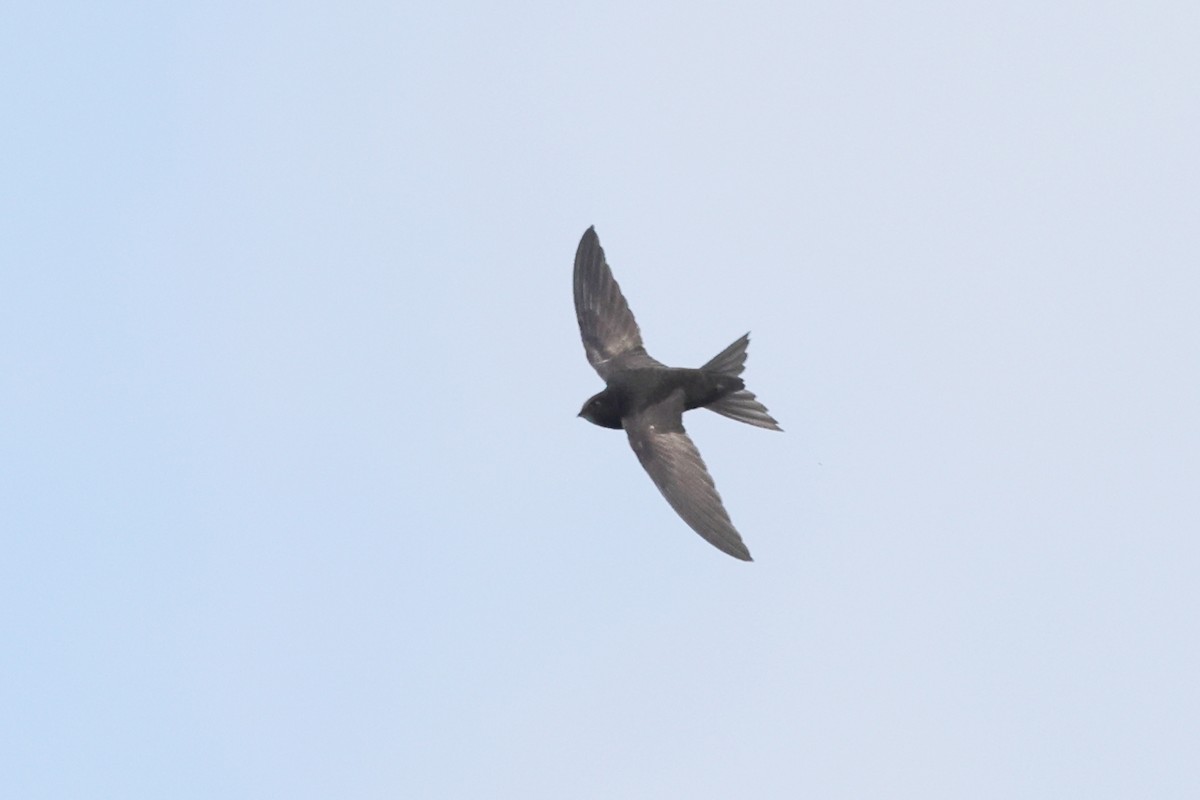 Common Swift - Paul (Mac) Smith   🦅