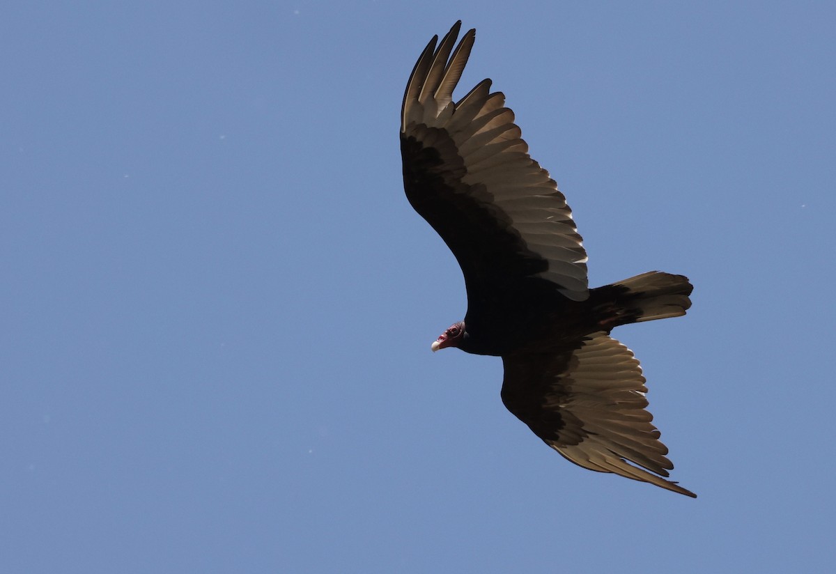 Turkey Vulture - ML620066046