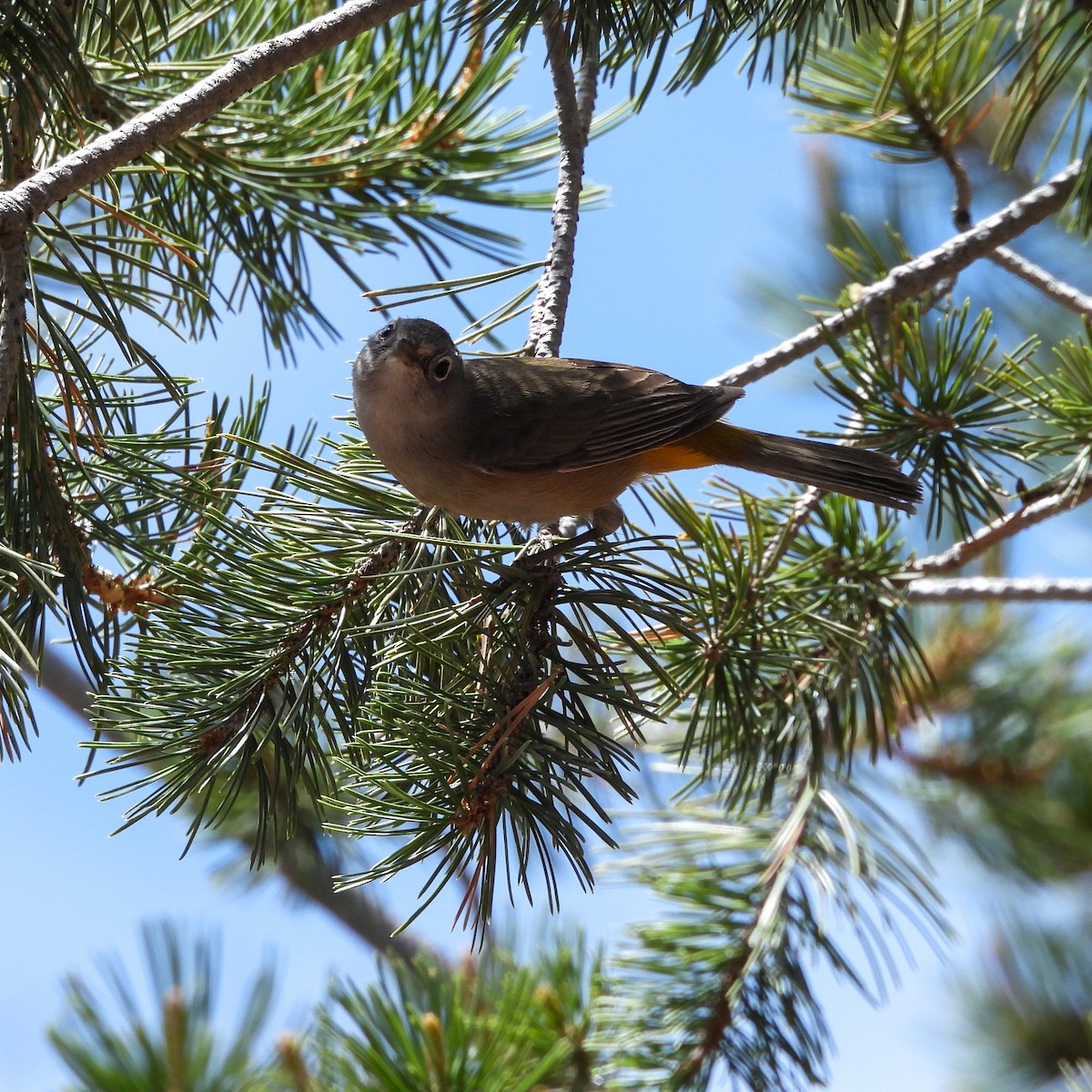 Colima Warbler - ML620066047