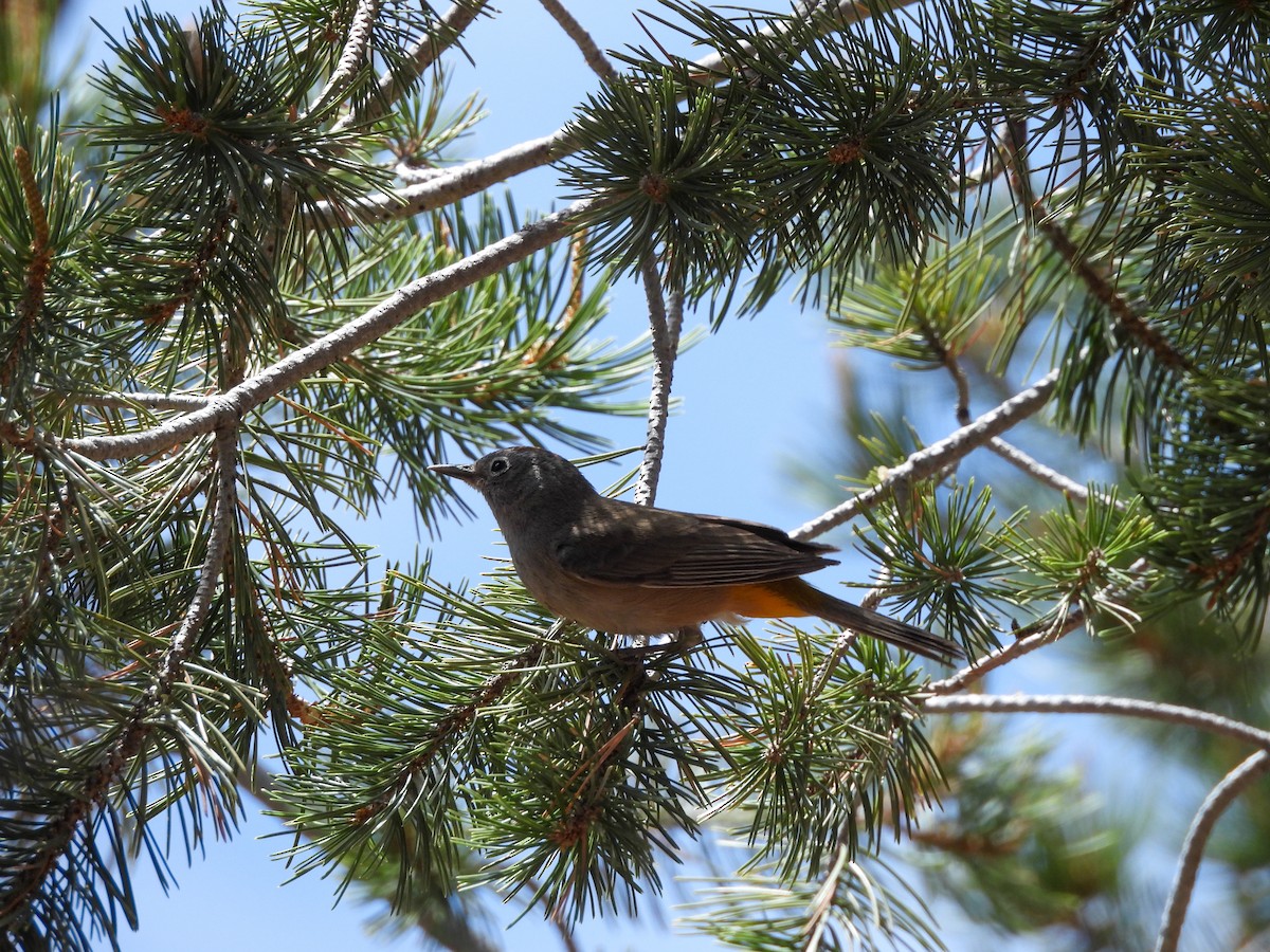 Colima Warbler - ML620066048