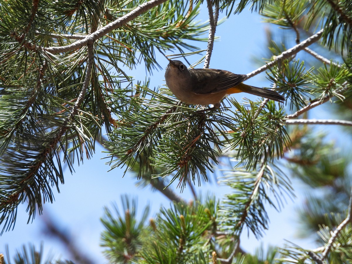 Colima Warbler - ML620066049