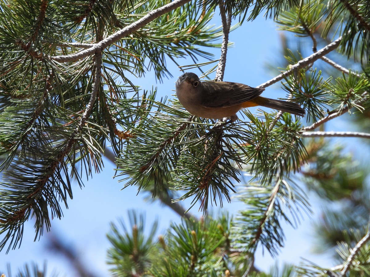 Colima Warbler - ML620066050