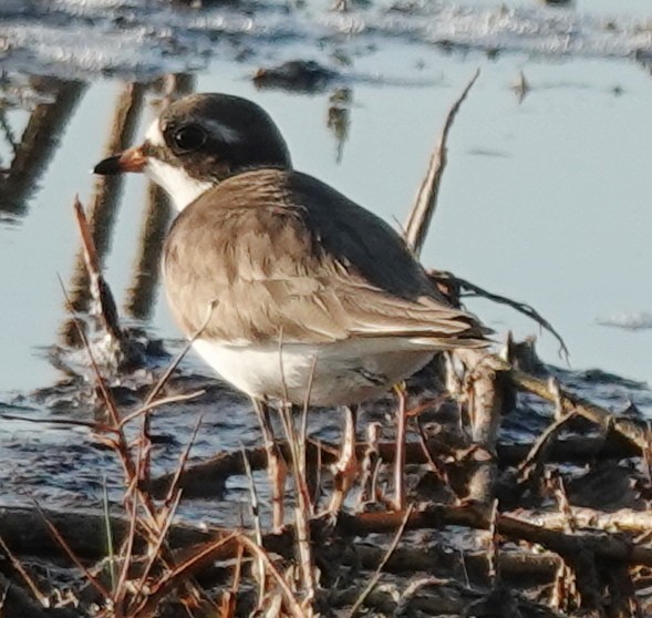 Semipalmated Plover - ML620066051
