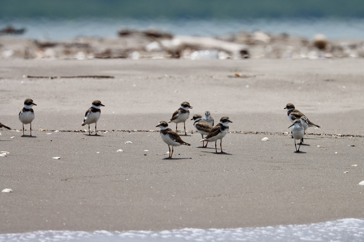 Semipalmated Plover - ML620066056