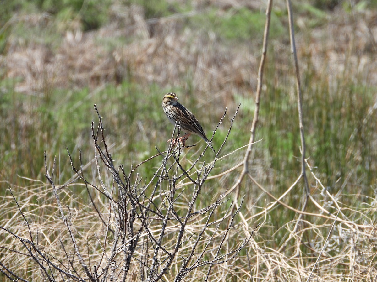 Savannah Sparrow - ML620066068