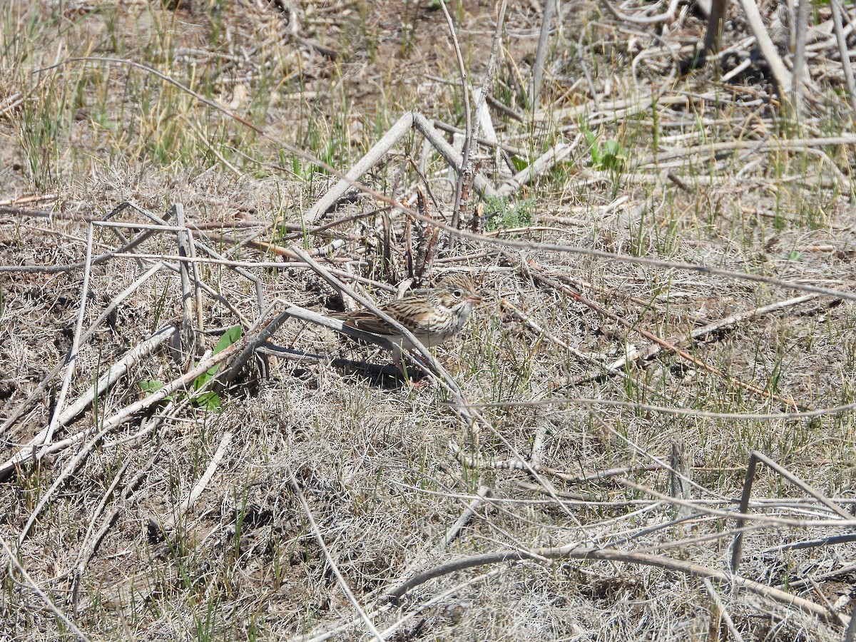 Savannah Serçesi - ML620066081