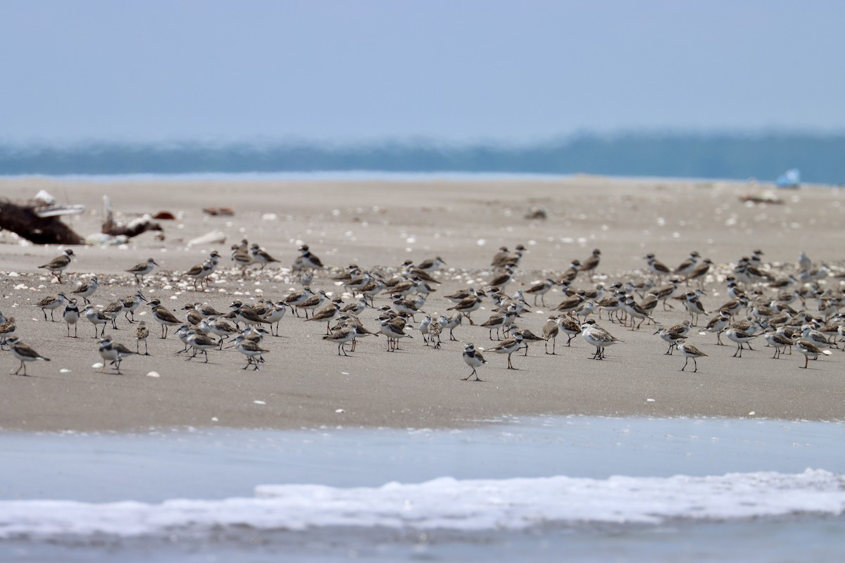 Semipalmated Plover - ML620066093