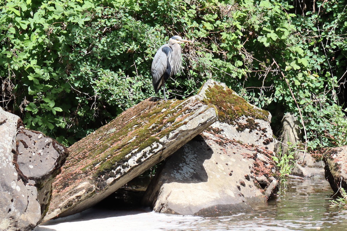 Great Blue Heron - Emma Wallace-Tarry