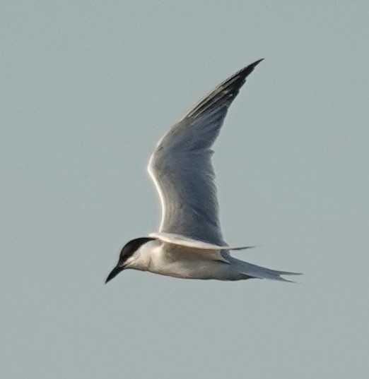 Gull-billed Tern - ML620066117