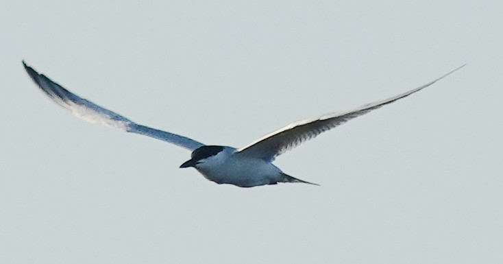 Gull-billed Tern - ML620066118