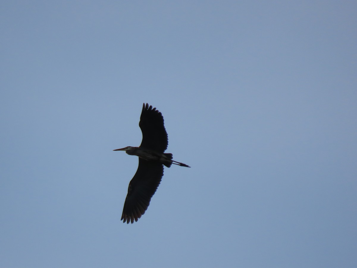 Great Blue Heron - ML620066124