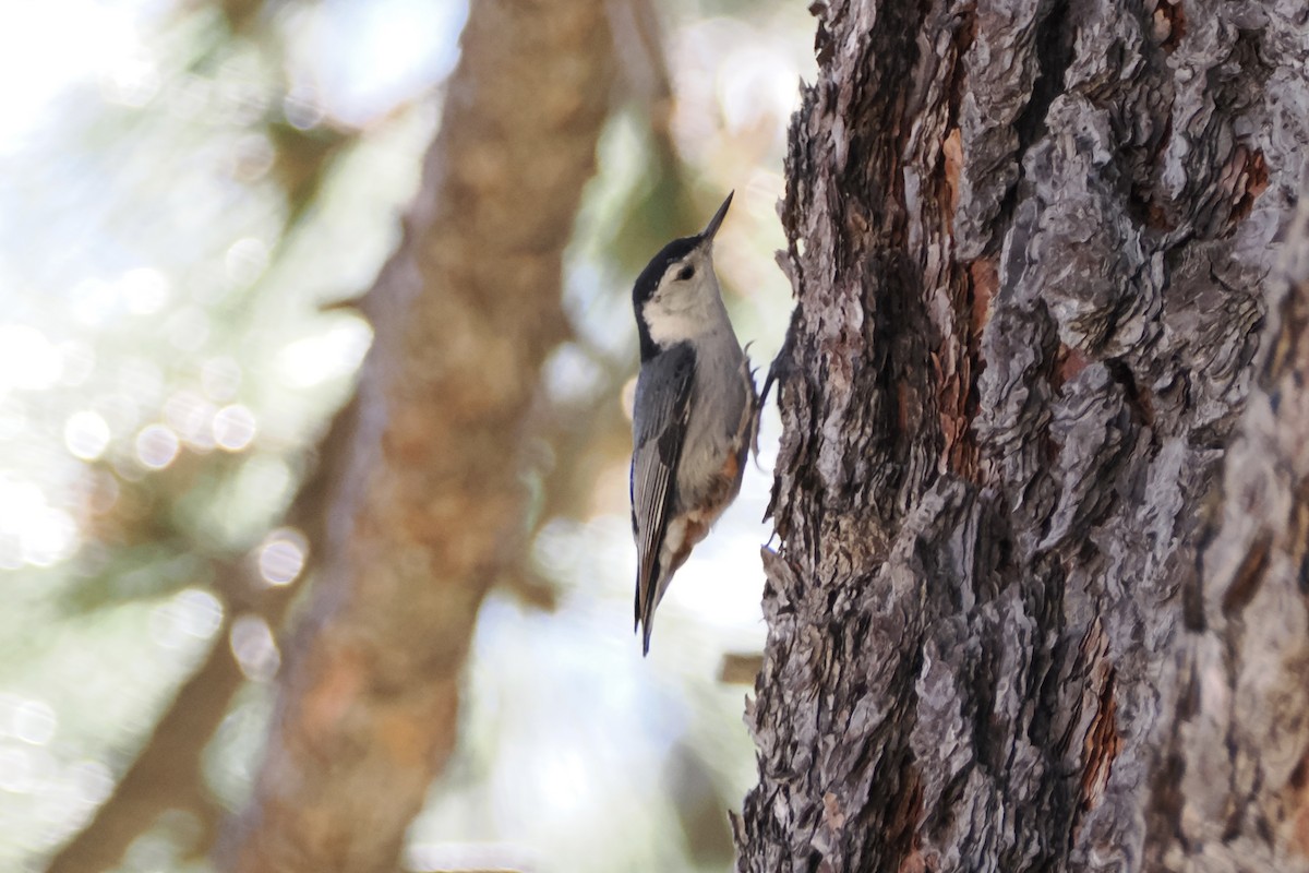 White-breasted Nuthatch - ML620066128