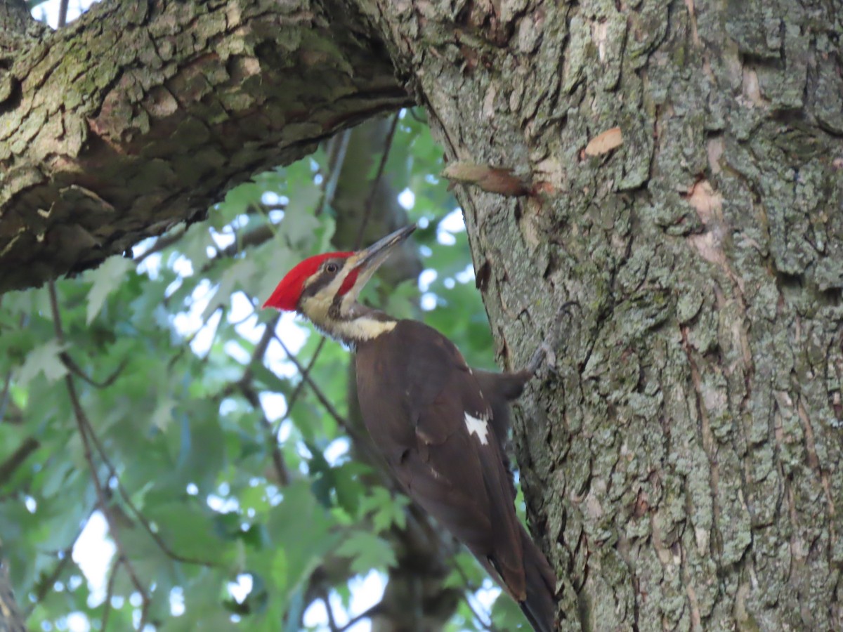 Pileated Woodpecker - ML620066136