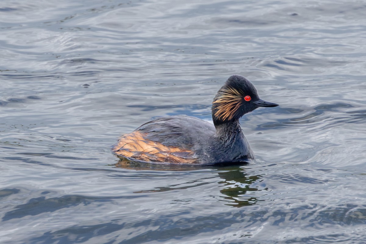 Eared Grebe - ML620066138