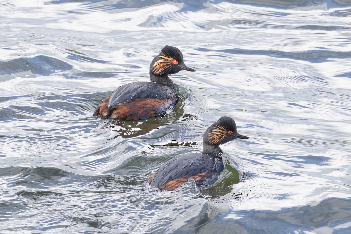 Eared Grebe - ML620066139