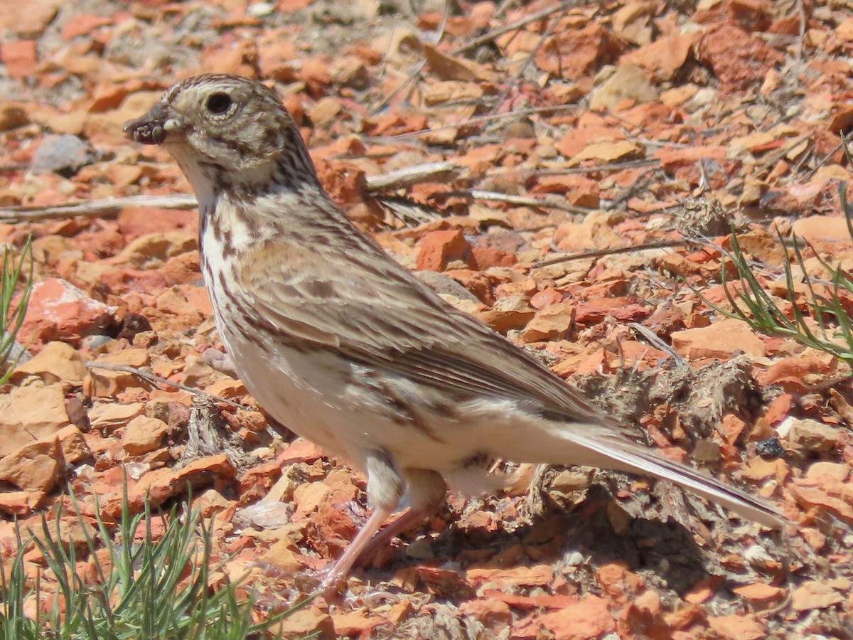 Vesper Sparrow - ML620066164
