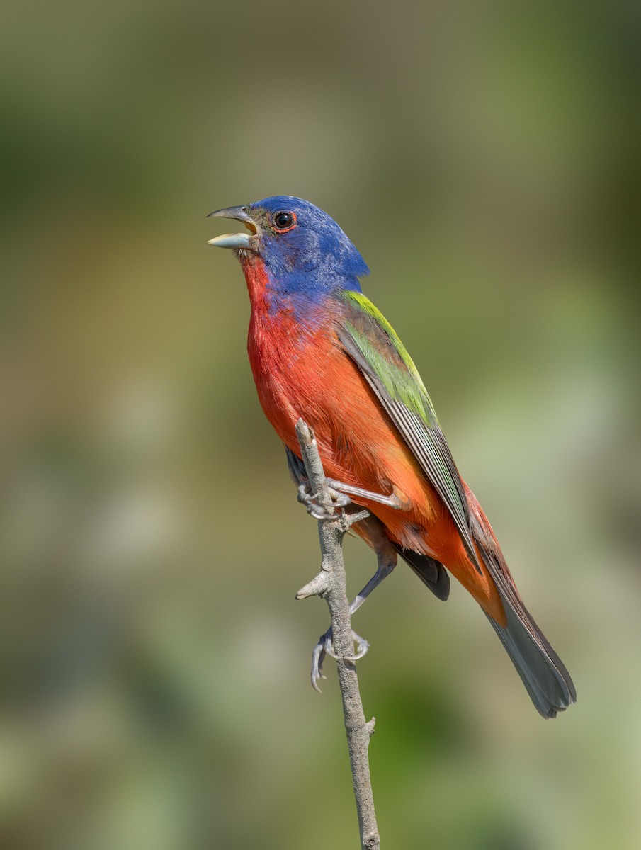 Painted Bunting - ML620066183