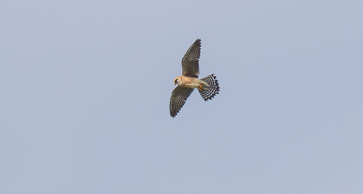 Red-footed Falcon - ML620066185