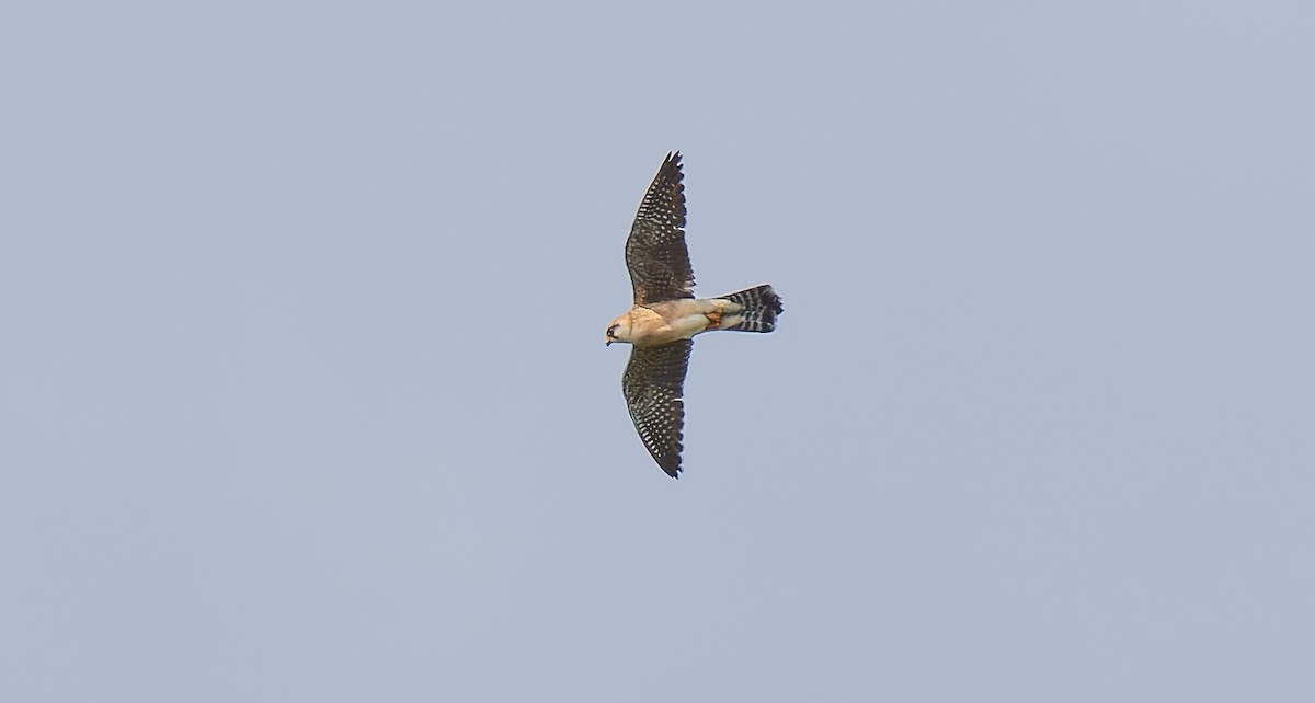 Red-footed Falcon - ML620066186