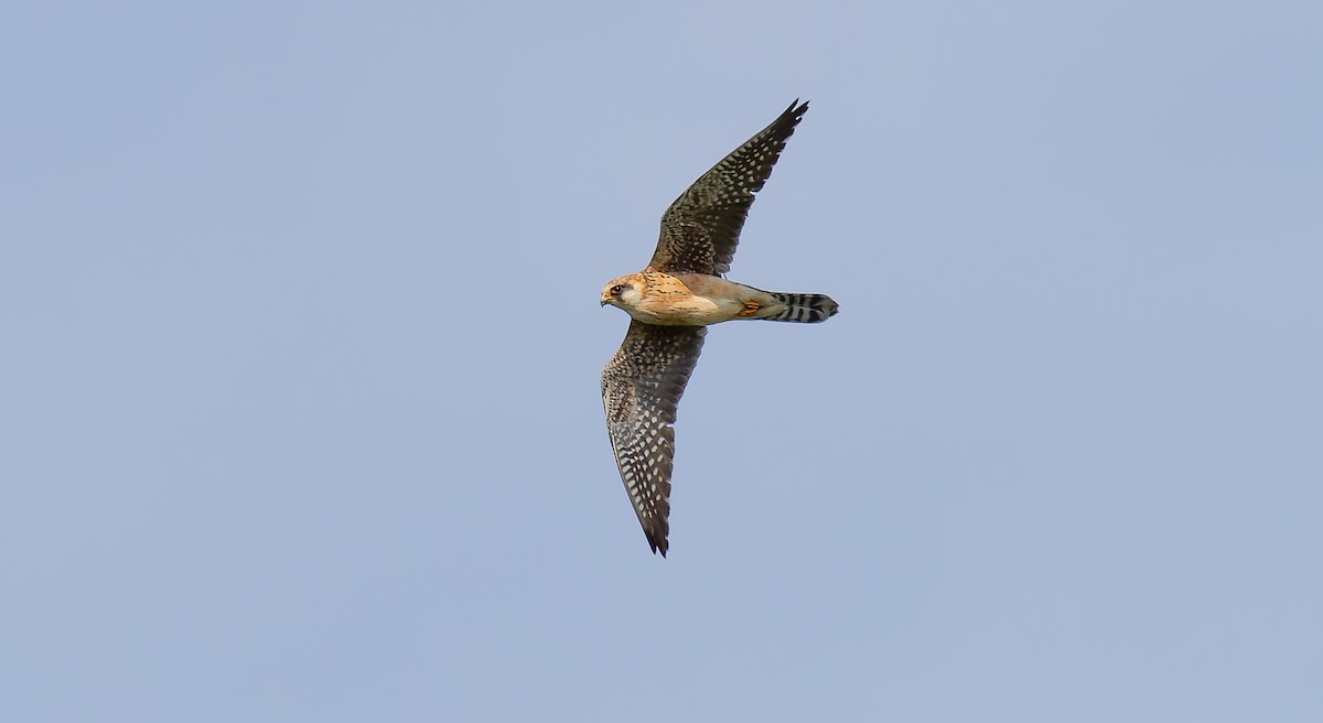Red-footed Falcon - ML620066191