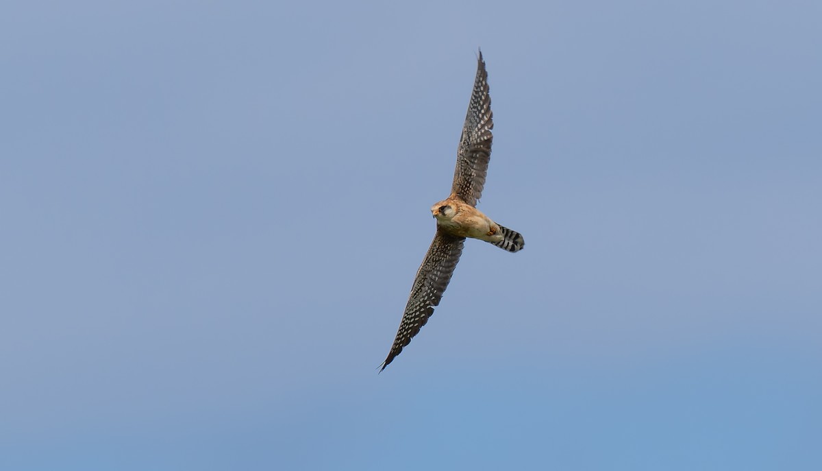 Red-footed Falcon - ML620066192