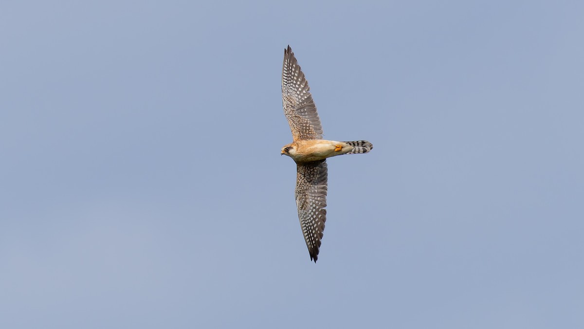 Red-footed Falcon - ML620066193