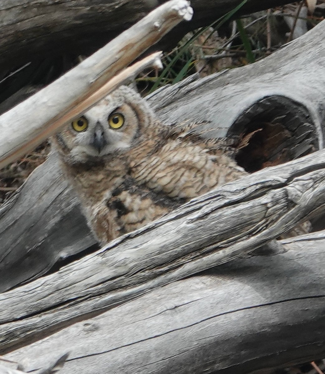 Great Horned Owl - ML620066202